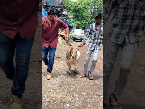 Dhara 2 Barbari Goat at Bakra Mania