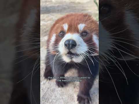 The lonely red panda is searching for true love.#animals #redpanda #cute #heartbroken #shorts