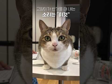 고양이 목에 카메라를 달아봤다