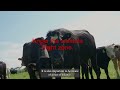Livestock Handling and Safety Practices