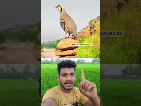 এই সেই সৌদি আরবের মরুভূমির পাখি #comedyshorts #funny #comedyvideos #shortvideo #comedy #shortvideos