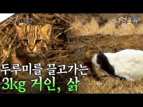 자기 몸집보다 2배 큰 두루미를 사냥하는 어린 삵 I KBS 환경스페셜 120627 방송