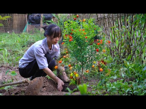 Garden care. Plant more fruit trees. Pick banana leaves to make a special cake (Banh Bot Loc)