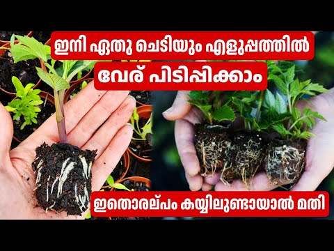 ഏതു വേര് പിടിക്കാത്ത ചെടിയും എളുപ്പത്തിൽ വേര് പിടിപ്പിക്കാം