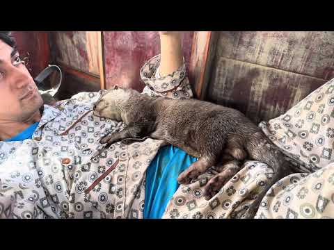 Otter Deric Taking A Good Nap On The Mangrove River