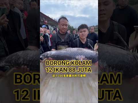 Borong Kolam 12 Ikan 88 Juta #kuraskolam #fishing #menangkapikan #bosdabiao