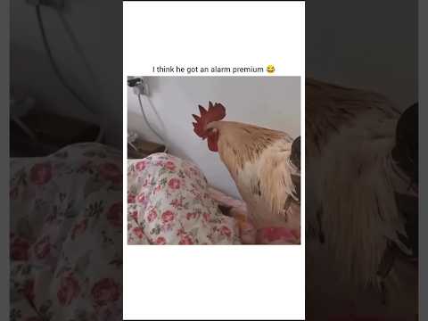 ALARM PREMIUM ๐