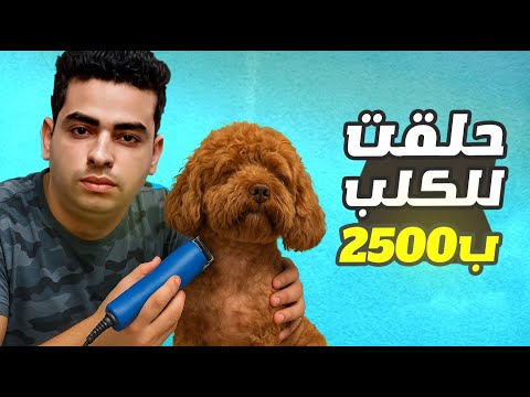 كان لازم احلق بسله والحلق عاوز ٢٥٠٠ 😲