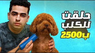 كان لازم احلق بسله والحلق عاوز ٢٥٠٠ 😲