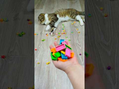 Funny Cat Barsik ๐คโค Beads Domino ๐ Reverse video #marblerunandmore #cat #reverse