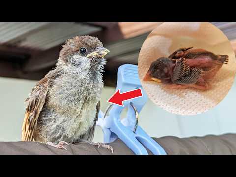 保護したスズメを空に放った翌日...まさかの光景に絶句 【後編】