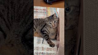 探し物中 #search #cat #猫