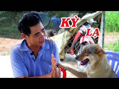 Kỳ lạ người đàn ông có khả năng nói chuyện với các loài động vật - ĐỘC LẠ BÌNH DƯƠNG