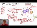 Exploring the Structure and Function of DNA