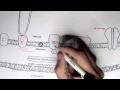 Exploring the Electron Transport Chain and Oxidative Phosphorylation