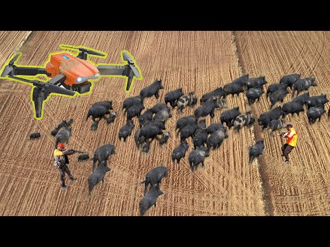 American hunter - DRONE Hunting vs Traditional Hunting Which is BEST for Wild Boar?