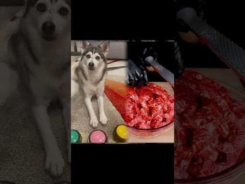 Picking mommy vs daddy ๐ญ๐ญ๐ญ #smartdog #pickonechallenge #husky #doglover #dogs #mom #dad