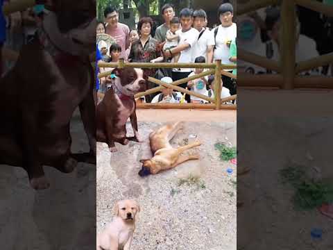 Confusing behavior of dogs