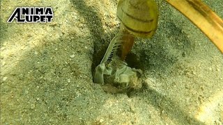 MANTIS SHRIMP TRAP | Panghuli ng Kamuntaha