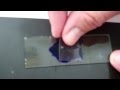 Cheek Cell Lab Procedures