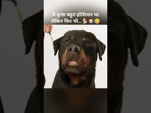 ये कुत्ता बहुत होशियार था लेकिन फिर भी...🐕🐶😥#shorts