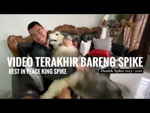 PERTEMUAN TERAKHIR DENGAN SPIKE ( Reaksi Spike di tinggal 2 minggu ) Rest in Peace KING SPIKE!