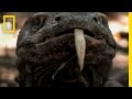 Komodo Dragon Facts and Features