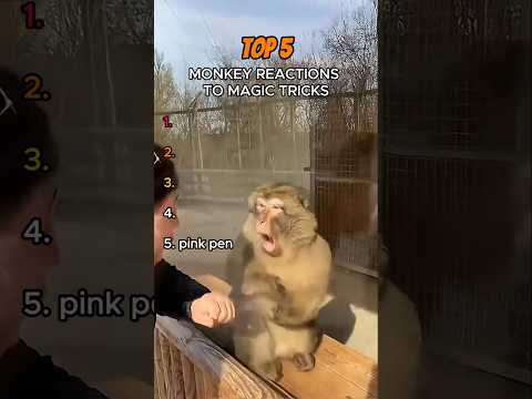 Top 5: Monkey Reactions to Magic Trick #funnyanimals