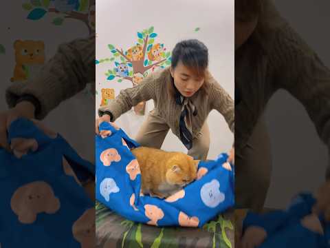 Terrible pillows form cat 😱😱😱 #cat #shorts #viral