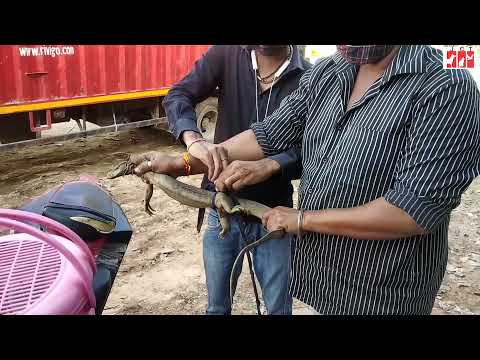 MONITOR LIZARD RESCUE AND TREATMENT