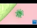 Understanding Common Cold Viruses