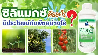 ซิลิแมกซ์ คืออะไร มีประโยชน์กับพืชอย่างไร