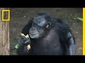 Chimpanzee Welfare and Research Transition