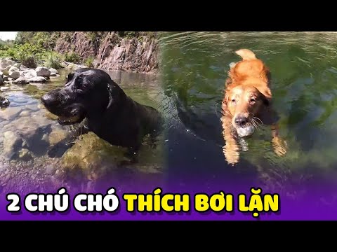 2 Chú Chó có khả năng Bơi Lặn giỏi nhất mạng xã hội Trung Quốc 😎