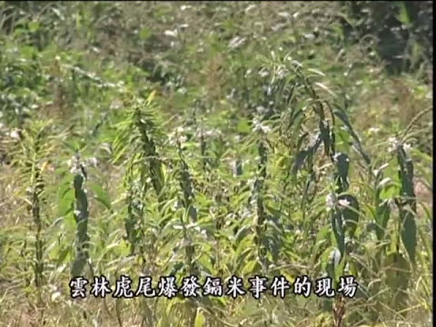 我們的島 第217集 鎘米‧再見  (2003-08-11) - YouTube(13分59秒)