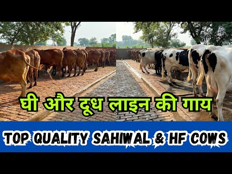 Milk line Super Duper Government Verified Sahiwal and HF Cows - For Sale #cow #farm #cowfarm