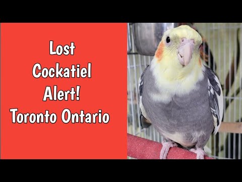 Lost Cockatiel Alert! Help Find My Missing Bird In Toronto, Ontario!