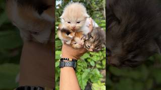 Super cute kittens only cute cute #cat #kitten #catlovers #kucinglucu