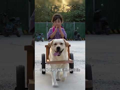 똑똑한 운전사 강아지를 얻게 된 행운의 소녀