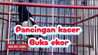 Pancingan kacer.cepat buka ekor