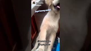 joget bareng anabul🤗🐶 #subscribe #pencintahewan #duniaanjingkita #goldenretriever