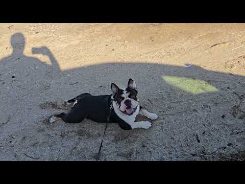 Dog Cools Off During Abnormally Hot Day in Florida