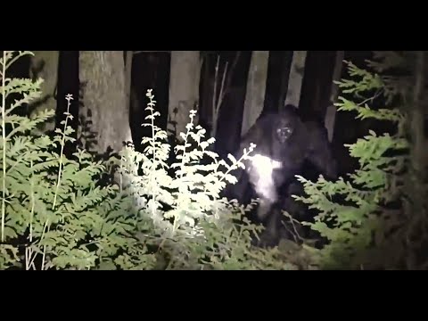 PLOT WATCHER CATCHES A PREDATOR ON CAMERA!!