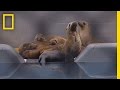 Marine Mammal Center and Sea Lion Pups