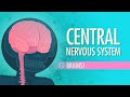 Exploring the Central Nervous System and Brain Functions