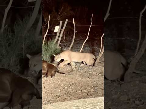 León de montaña en fraganti cazando un ternero 🦁🐮🐄