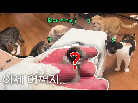 고양이만 키우던 내가 주워온 것..