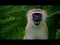 Vervet Monkeys' Alarm Calls Analysis