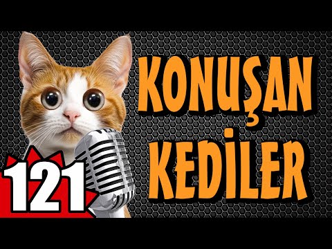 Konuşan Kediler 121 - En Komik Kedi Videoları