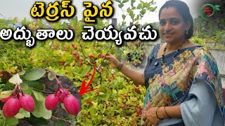 టెర్రస్ పైన అద్భుతాలు చెయ్యవచు | Bengal currant Plant  || TELUGU GARDEN VLOG